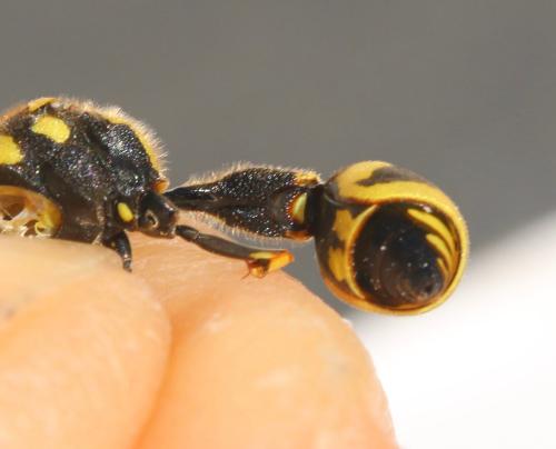 Eumenes sp.
